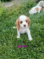 Penny, a female Cavalier King Charles Spaniel for sale in Clarksville, TN – 6 of 8