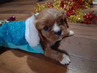 processed/6f1741d0-05b0-4434-9ada-c87e32d835df/listing/ec1437e1-557d-440f-9e0d-41407de86775/0c88c950-9e11-4c10-b476-3cac3b6caf8a