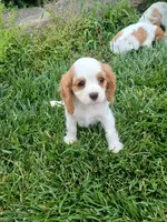 AKC sunny WE DELIVER, a female Cavalier King Charles Spaniel for sale in Clarksville, TN – 10 of 10