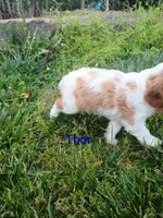 Thor, a male Cavalier King Charles Spaniel for sale in Clarksville, TN – 3 of 8