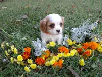 processed/6f1741d0-05b0-4434-9ada-c87e32d835df/listing/fba559b4-5fa0-4bba-a0e6-06f27616467e/0150fb01-1558-4797-ba5e-cc639a524183