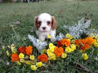 processed/6f1741d0-05b0-4434-9ada-c87e32d835df/listing/fba559b4-5fa0-4bba-a0e6-06f27616467e/224719b9-341d-4ce2-b095-5e20238b8d62