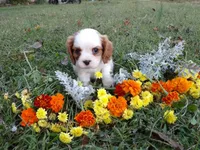 processed/6f1741d0-05b0-4434-9ada-c87e32d835df/listing/fba559b4-5fa0-4bba-a0e6-06f27616467e/d170d0ab-262c-4005-8f0f-85296b5c0d5b