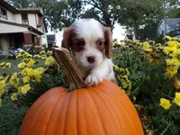 processed/6f1741d0-05b0-4434-9ada-c87e32d835df/listing/fba559b4-5fa0-4bba-a0e6-06f27616467e/db8f0b49-846a-4c92-8b9b-54bd97d0a83f