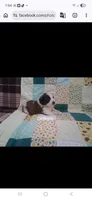 AKC Chloe WE DELIVER, a female Saint Bernard for sale in Clarksville, TN – 3 of 3