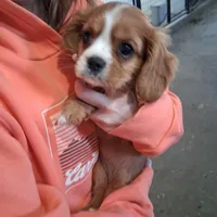  Bella, a female Cavalier King Charles Spaniel for sale in Clarksville, TN – 2 of 4