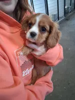  Bella, a female Cavalier King Charles Spaniel for sale in Clarksville, TN – Photo 2 of 4