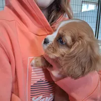  Bella, a female Cavalier King Charles Spaniel for sale in Clarksville, TN – 1 of 4