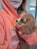  Bella, a female Cavalier King Charles Spaniel for sale in Clarksville, TN – Photo 1 of 4