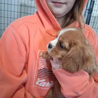  Bella, a female Cavalier King Charles Spaniel for sale in Clarksville, TN – 3 of 4