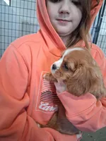  Bella, a female Cavalier King Charles Spaniel for sale in Clarksville, TN – Photo 3 of 4