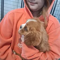  Bella, a female Cavalier King Charles Spaniel for sale in Clarksville, TN – 4 of 4