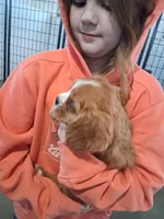  Bella, a female Cavalier King Charles Spaniel for sale in Clarksville, TN – Photo 4 of 4