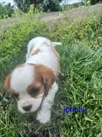AKC Johnny, a male Cavalier King Charles Spaniel for sale in Clarksville, TN – 5 of 5