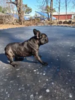 AKC Yodi , a female French Bulldog for sale in Carbondale, IL – Photo 4 of 4