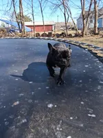 AKC Yodi , a female French Bulldog for sale in Carbondale, IL – Photo 2 of 4