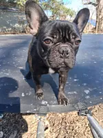 AKC Yodi , a female French Bulldog for sale in Carbondale, IL – Photo 1 of 4