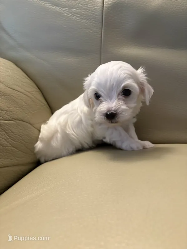 Maltipoo 2 – Maltipoo puppy for sale in Beaverton, OR