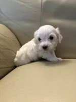 Maltipoo 2, a male Maltipoo for sale in Beaverton, OR – 1 of 1