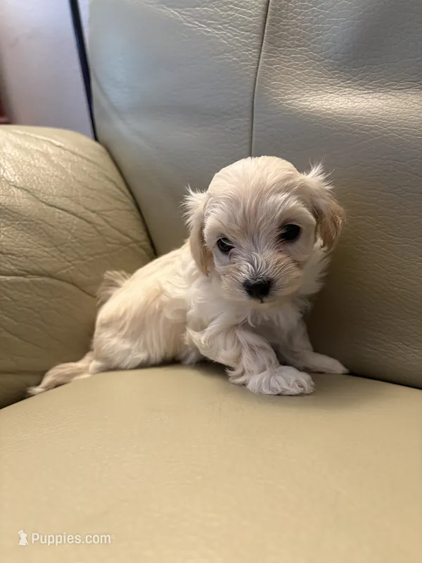 Maltipoo 1 – Maltipoo puppy for sale in Beaverton, OR