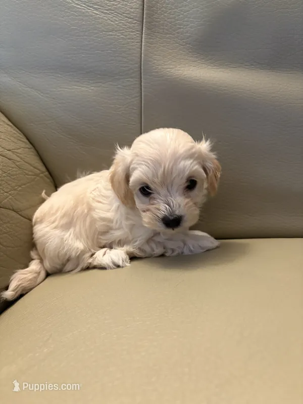 Maltipoo 4 – Maltipoo puppy for sale in Beaverton, OR
