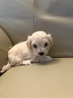 Maltipoo 4, a male Maltipoo for sale in Beaverton, OR – 1 of 1