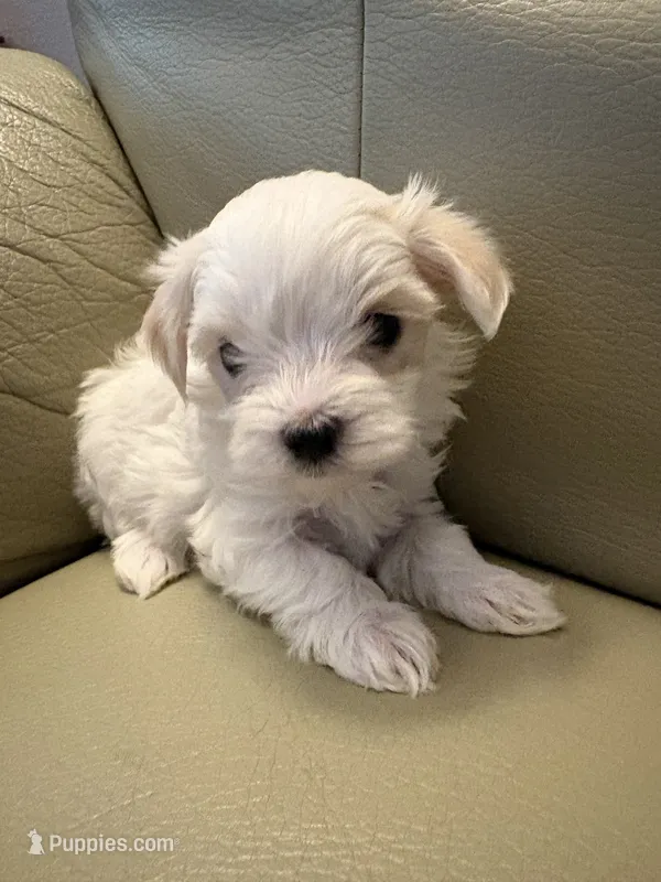 Maltipoo 3 – Maltipoo puppy for sale in Beaverton, OR