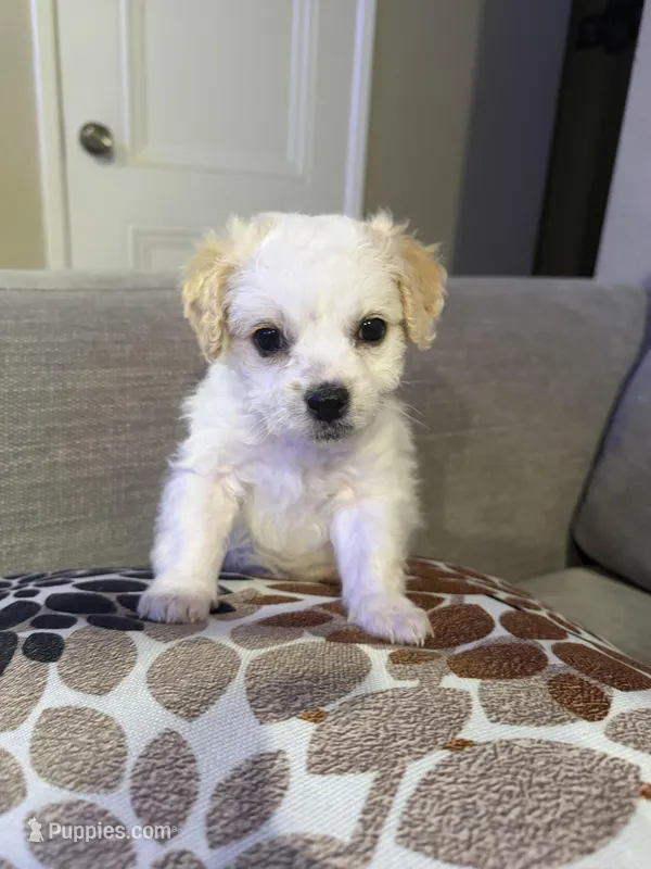 Ruby – Maltipoo puppy for sale in Woodland, CA