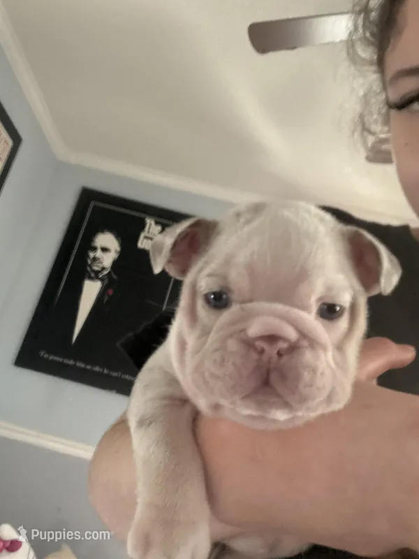 Domino – English Bulldog puppy for sale in Livermore, CA