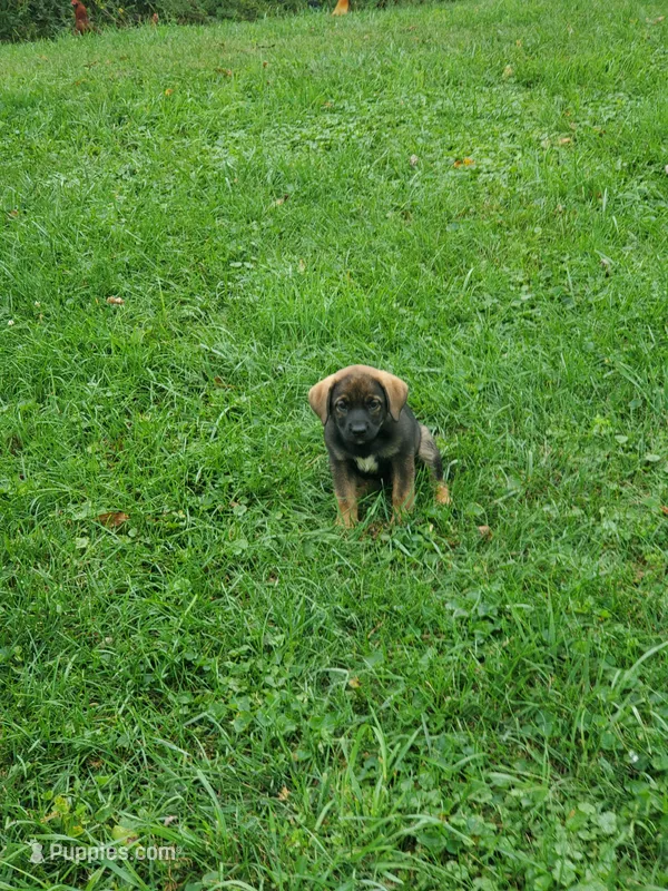 Sable  – Beagle, Golden Retriever puppy for sale in Newcomerstown, OH