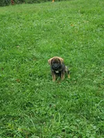 Sable , a female Beagle and Golden Retriever for sale in Newcomerstown, OH – 1 of 3