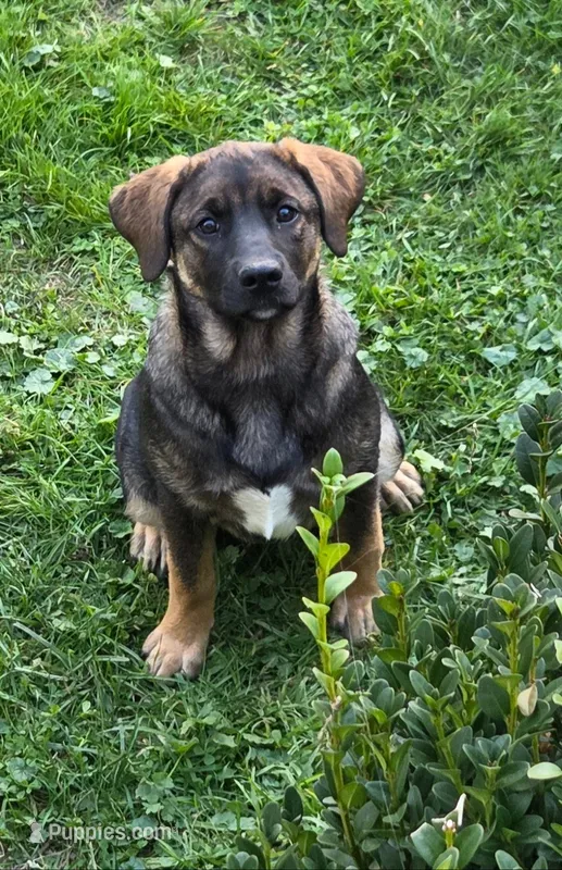 Sable  – Beagle, Golden Retriever puppy for sale in Newcomerstown, OH