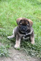Enzo, a male Beagle and Golden Retriever for sale in Newcomerstown, OH – 1 of 2