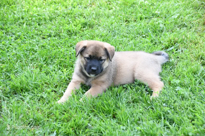 Tess – Beagle, Golden Retriever puppy for sale in Newcomerstown, OH