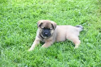Tess, a female Beagle and Golden Retriever for sale in Newcomerstown, OH – 2 of 2