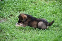 Ghost, a male Beagle and Golden Retriever for sale in Newcomerstown, OH – 2 of 4