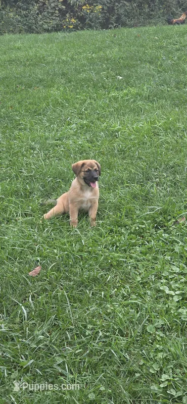 Butch  – Beagle, Golden Retriever puppy for sale in Newcomerstown, OH