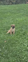Butch , a male Beagle and Golden Retriever for sale in Newcomerstown, OH – 1 of 3
