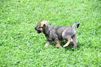 Opal, a female Beagle and Golden Retriever for sale in Newcomerstown, OH – 2 of 3