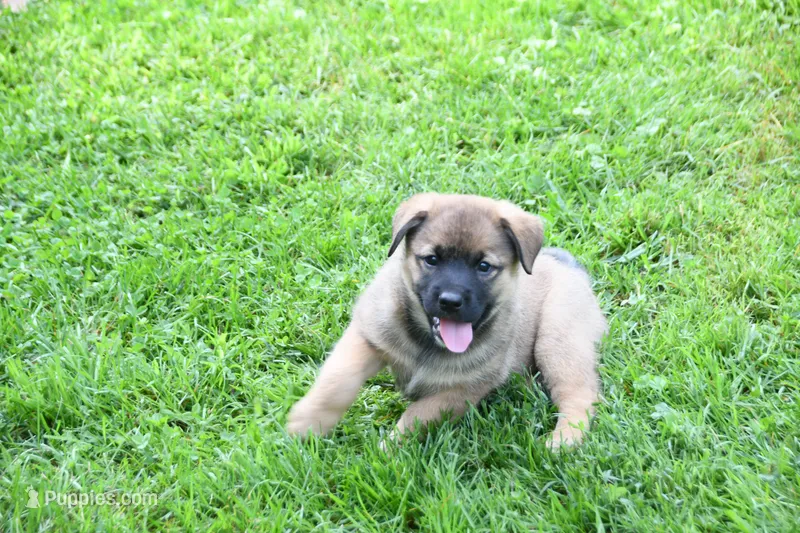 Tess – Beagle, Golden Retriever puppy for sale in Newcomerstown, OH
