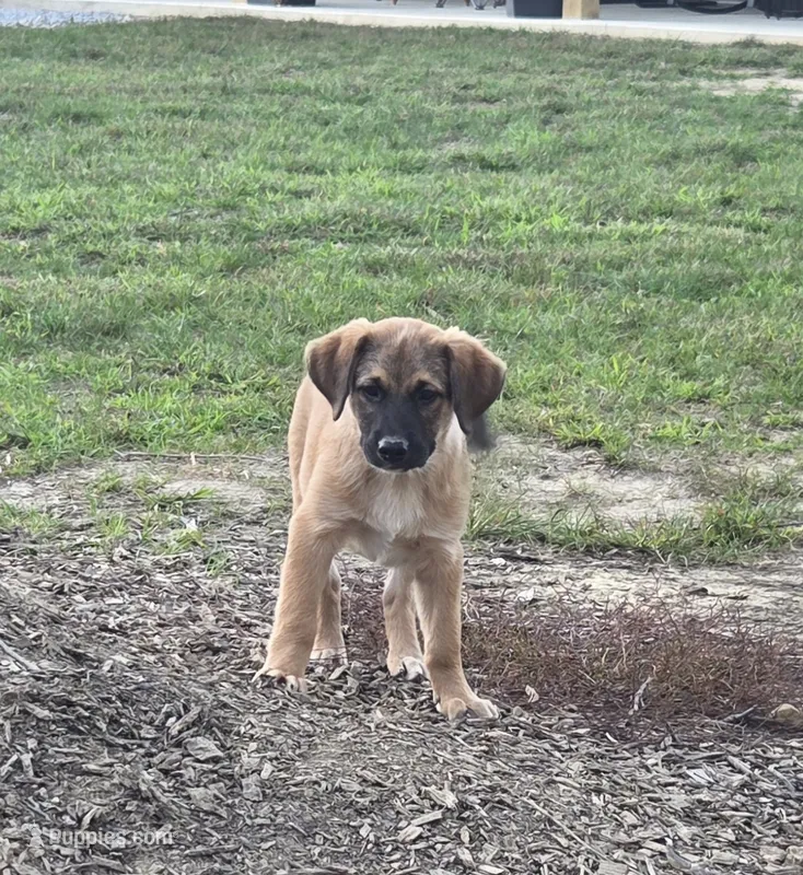 Butch  – Beagle, Golden Retriever puppy for sale in Newcomerstown, OH