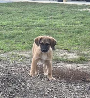 Butch , a male Beagle and Golden Retriever for sale in Newcomerstown, OH – 1 of 4