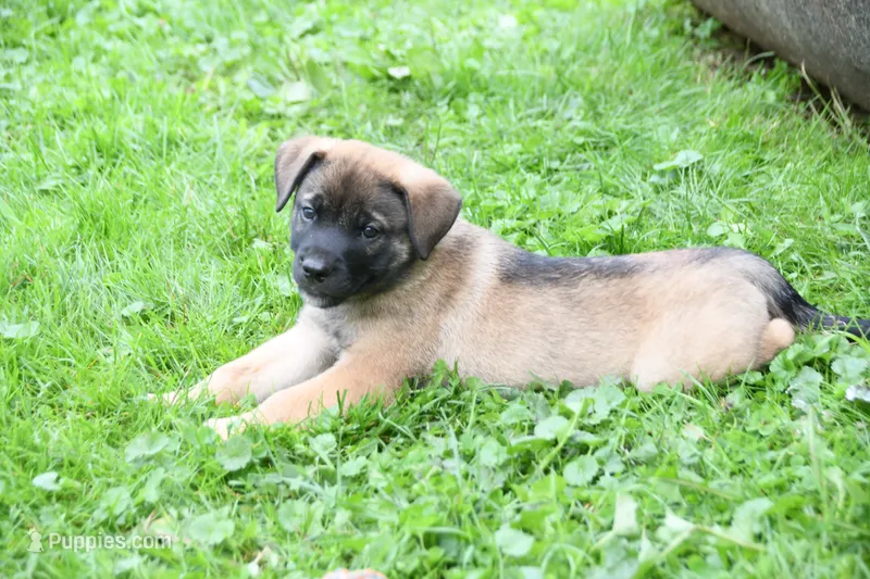 Arlo – Beagle, Golden Retriever puppy for sale in Newcomerstown, OH