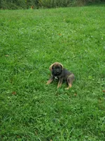 Sable , a female Beagle and Golden Retriever for sale in Newcomerstown, OH – 2 of 3