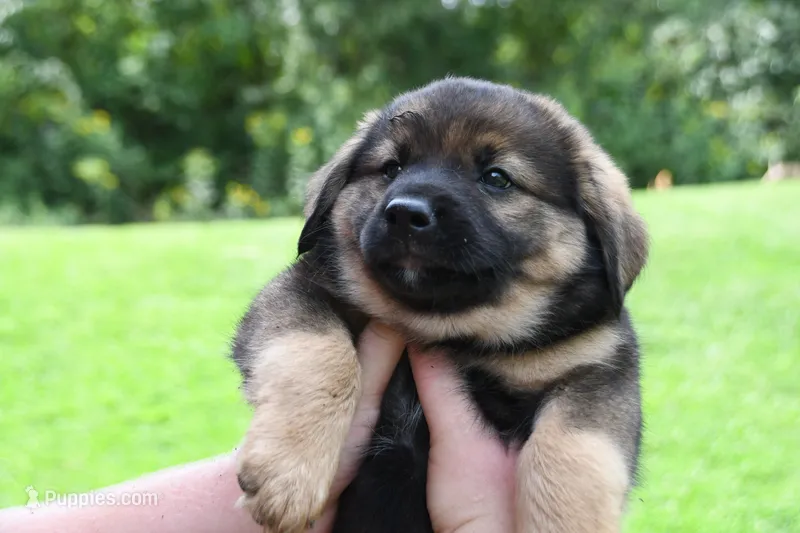 Ghost – Beagle, Golden Retriever puppy for sale in Newcomerstown, OH