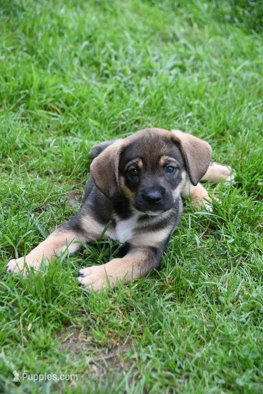 Little Tweaker – Beagle, Golden Retriever puppy for sale in Newcomerstown, OH