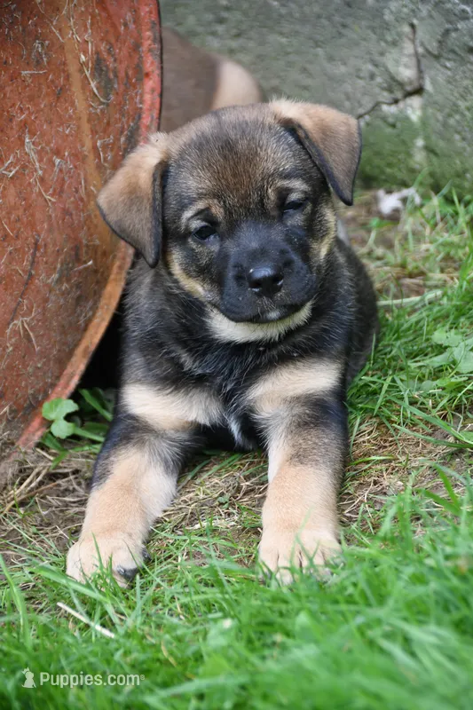 Opal – Beagle, Golden Retriever puppy for sale in Newcomerstown, OH