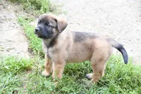 Arlo, a male Beagle and Golden Retriever for sale in Newcomerstown, OH – 3 of 3