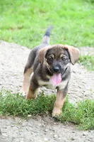 Little Tweaker, a female Beagle and Golden Retriever for sale in Newcomerstown, OH – 2 of 2
