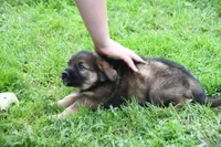 Ghost, a male Beagle and Golden Retriever for sale in Newcomerstown, OH – 4 of 4